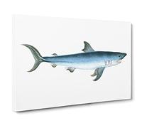 Porbeagle Shark By Edward Donovan Vintage Canvas Wall Art Print Ready to Hang, Framed Picture for Living Room Bedroom Home Office Décor, 20x14 Inch (50x35 cm)