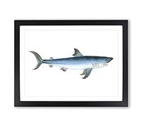 Porbeagle Shark By Edward Donovan Vintage Framed Print | A2 Black Framed Wall Art | Ready to Hang | Classic Animal Picture | Living Room Bedroom Lounge Office
