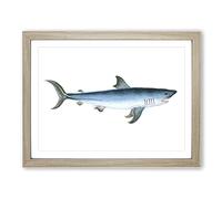 Porbeagle Shark By Edward Donovan Vintage Framed Wall Art Print, Ready to Hang Picture for Living Room Bedroom Home Office Décor, Oak A3 (46 x 34 cm)