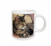 Porcelain Coffee Mug Capitol Reef Np Sleeping Tabby Cat Stylish Mug Modern Ceramic Cups for Anniversary Kitchen Everyday