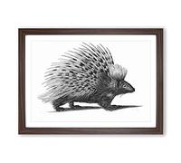 Porcupine in Black & White by George Shaw Framed Print | A2 Walnut Framed Wall Art | Ready to Hang | Modern Nature Picture | Living Room Bedroom Lounge Office