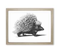 Porcupine In Black & White By George Shaw Vintage Framed Print | A2 Oak Framed Wall Art | Ready to Hang | Classic Nature Picture | Living Room Bedroom Lounge Office
