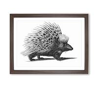 Porcupine In Black & White By George Shaw Vintage Framed Print | A2 Walnut Framed Wall Art | Ready to Hang | Classic Nature Picture | Living Room Bedroom Lounge Office