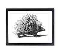 Porcupine In Black & White By George Shaw Vintage Framed Print | A4 Black Framed Wall Art | Ready to Hang | Classic Nature Picture | Living Room Bedroom Lounge Office