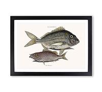Pork Fish & Schoolmaster Fish by Mark Catesby Framed Print | A2 Black Framed Wall Art | Ready to Hang | Modern Animal Picture | Living Room Bedroom Lounge Office