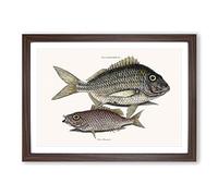 Pork Fish & Schoolmaster Fish by Mark Catesby Framed Print | A2 Walnut Framed Wall Art | Ready to Hang | Modern Animal Picture | Living Room Bedroom Lounge Office