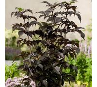 Porphyrophylla Black Tower Elder Shrub Plant Sambucus Nigra 12L Pot 80cm - 100cm Plant Theory Green One Size