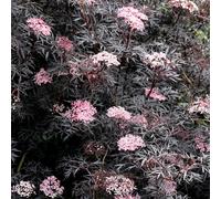 Porphyrophylla Eva Black Elder Shrub Plant Sambucus Nigra 2L Pot Plant Theory Green One Size