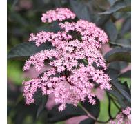 Porphyrophylla Gerda Black Elder Shrub Plant Sambucus Nigra 2L Pot Plant Theory Green One Size
