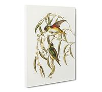 Porphyry Crowned Lorikeet Birds By Elizabeth Gould Canvas Print | Gallery Wrapped 30mm Frame Wall Art | 20x14 inches | Ready to Hang | Retro Bird Picture | Living Room Bedroom Lounge Office
