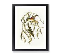 Porphyry Crowned Lorikeet Birds By Elizabeth Gould Vintage Framed Wall Art Print, Ready to Hang Picture for Living Room Bedroom Home Office Décor, Black A4 (34 x 25 cm)