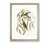 Porphyry Crowned Lorikeet Birds By Elizabeth Gould Vintage Framed Wall Art Print, Ready to Hang Picture for Living Room Bedroom Home Office Décor, Oak A3 (34 x 46 cm)