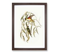 Porphyry-Crowned Lorikeets by Elizabeth Gould Framed Print | A2 Walnut Framed Wall Art | Ready to Hang | Modern Nature Picture | Living Room Bedroom Lounge Office