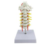 Portable Cervical Spine Anatomy Model with Intervertebral Discs, Neural Networks for Hospital Classroom Education Medical Spine Teaching Cervical Vertebrae Display