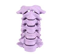 Portable Human Cervical Vertebrae Model 1:1 Scale Cervical Spine Anatomy Model for Classroom Teaching Demonstration Anatomy Spine