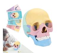 Portable Human Skull, Lightweight Head Model, Skeleton Model with Colorful Design, Educational Tool with Detailed Structure, Anatomy Accessory, Skull Models for Study, Art, Cosmetic, Medicine, Classro