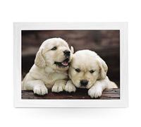 Portable Lap Desk Tray (Golden Retriever Puppies) Handmade Wooden Frame, Beanbag Cushioned Bottom | Computers, Laptops, Meals, Food | L0002 White