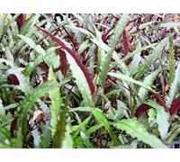 Portal Cool 1 Bunch-Oxygenating Tropical Water Aquarium Live Plants - Hemigraphis Repanda
