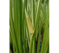 Portal Cool 1 LTR: Acorus Calamus Variegatus (Sweet Flag) - Marginal Pond Plants - Pond Plants - W