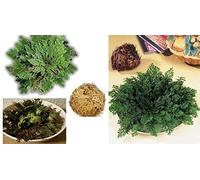 Portal Cool 1 X The Rose of Jericho Unglaubliche - Sweet Table - Unique R55