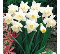 Portal Cool 10: Daffodil/Narcissus Bulbs - Mount Hood