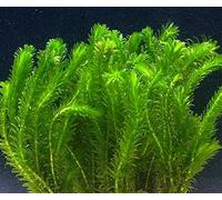 Portal Cool 10 Elodea Densa Oxygenating PondLoose Aquarium Coldwater Goldfish