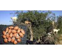 Portal Cool 15: Fresh Argania Spinosa Seeds, Argan Oil, Argan Seeds, Argan Tree, Harvest 09/18