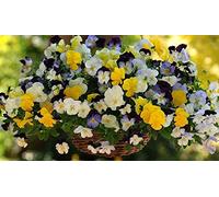 Portal Cool 15 Pansy Cool Wave Mix Trailing Pansy (Hanging Pansy)
