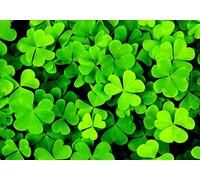 Portal Cool 1500 Clover Seeds Irish/Trois Sheets/Shamrock Trifolium Dubium