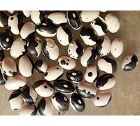 Portal Cool 20 Calypso Bush Bean Certified Organic Aka Orka Beans Yin Yang Caribbean