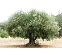 Portal Cool 200G / 7 Foglie: Pure Olive Leaf Tea Diretta Albero Talee Semi Fresh Leaves Olea Europaea Galega