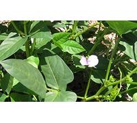 Portal Cool 20Pcs lungo Bean Vigna unguiculata Semi Fagiolo dall'occhio del serpente di fagioli di verdure Mini Garden