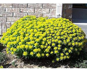 Portal Cool 25+ Cushion Spurge, Euphorbia Polychroma Flower Seeds, Self-Seeding Perennial