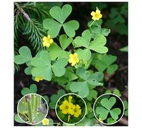 Portal Cool 25 Organic Yellow Wood-Sorrel ~Oxalis Stricta~ Edible, Tea