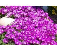 Portal Cool 30+ Delosperma Table Mountain Flower Seeds/Ice Plant/Heat & Cold Hardy / 2"