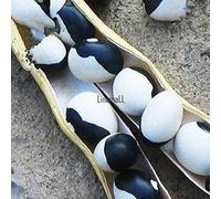 Portal Cool 30Pcs: Health Care Rich Nutrition Multi-Value Semi di fagioli Taiji in bianco e nero Lm 01