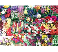 Portal Cool 30X Allium Drumstick: Garden Flowers Bulbs Spring Summer Perennial, Easy to Grow Quality Pack, Labels
