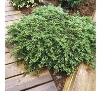 Portal Cool 40-50Cm: Creeping Juniper 'Green Carpet' Juniperus Communis. Ground Cover Different Sizes