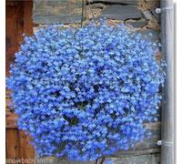 Portal Cool 400 Blue Flax Seeds Hardy Linum Perenne Linacaea Perennial Hanging Flower Plant