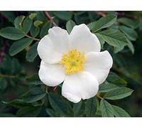 Portal Cool 400 of Rosa Corymbifera Laxa, Best Rootstock for Bedding Roses
