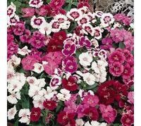 Portal Cool 42 Dianthus Gem Mixed Shades Garden Winter Spring Flower Bedding Plug Plants