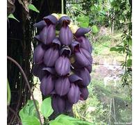 Portal Cool 5 RareBlack Jade Vine Beautiful Woody Climbing Flowers
