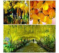 Portal Cool 50 of Cassia Fistula, The Golden Rain Tree, Tree of Golden Shower, Seed C