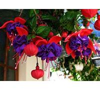 Portal Cool 6 Giant Trailing Fuchsia Dark Eyes Hanging Basket Patio Plug Plants