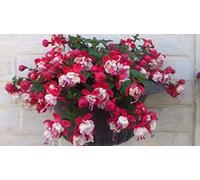 Portal Cool 6 Giant Trailing Fuchsia Sir Matt Busby Hanging Basket Patio Plug Plants