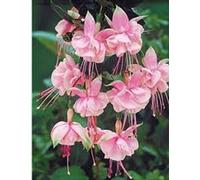 Portal Cool 6 Giant Trailing Fuchsia Southgate Hanging Basket Patio Plug Plants