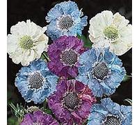 Portal Cool 6 Scabiosa Isaac House Mixed Pin Cushion Perennial Plug Plants
