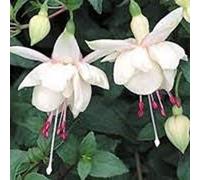 Portal Cool 6 Trailing Fuchsia Harry Gray Hanging Basket Patio Plug Plants