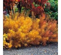 Portal Cool Autumn Display Amsonia 'Blue Ice' Fiery Clouds Of VibrantFoliage