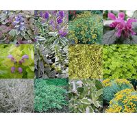 Portal Cool Autumn Hanging Basket Mixed Collection 10 X Plug Plants from Plugplants4U